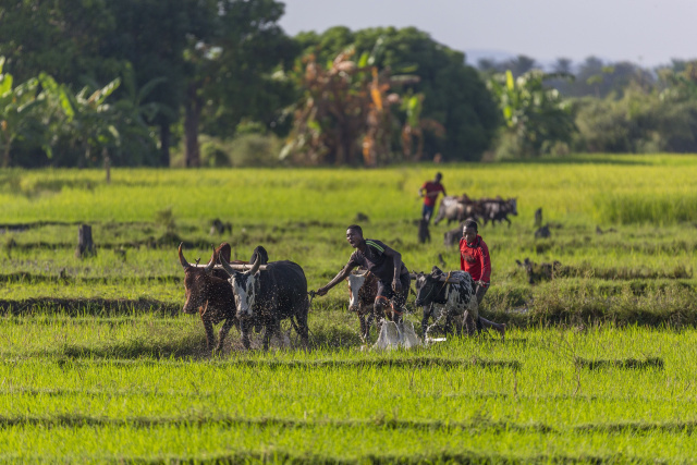 Africa struggling to reduce dependency on imported Indian rice