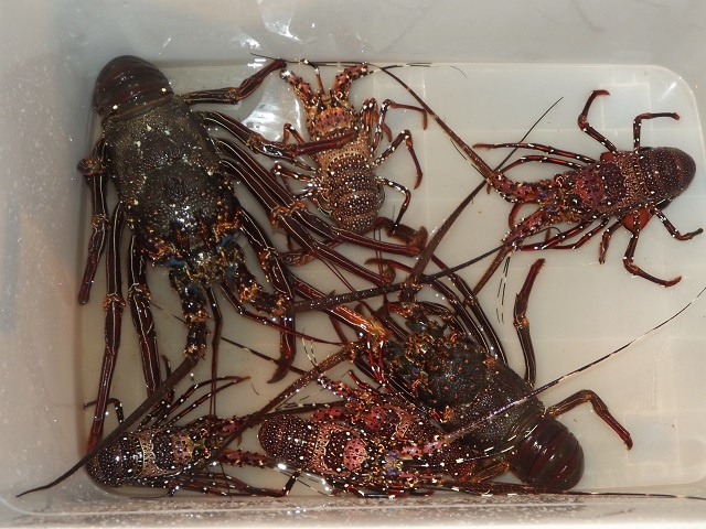 Pêche du homard : Aux Seychelles, la saison n'ouvrira que 2 mois en 2023