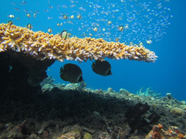 Coral bleaching causing 'unnecessary' fish fights