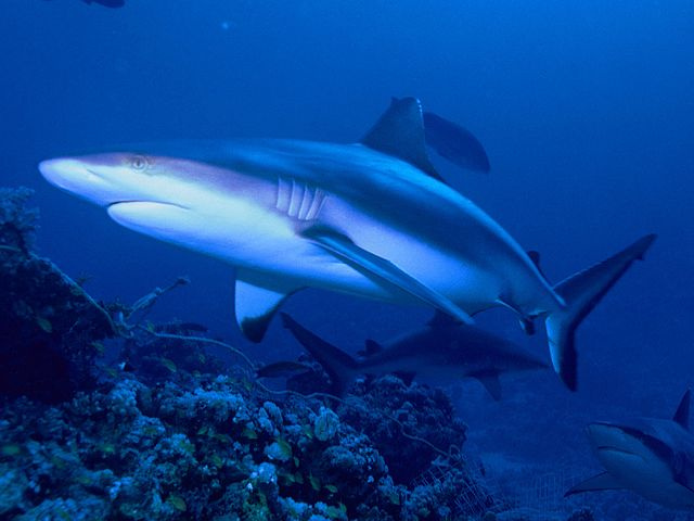 Seychelles exported nearly 5 tonnes of shark fins from bycatch in 2022