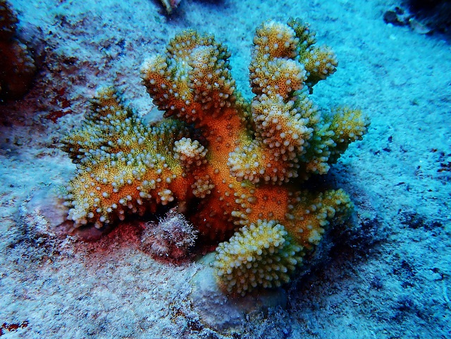 Nature Seychelles outplanted 4,000 corals in Cousin Island Special Reserve in 2022