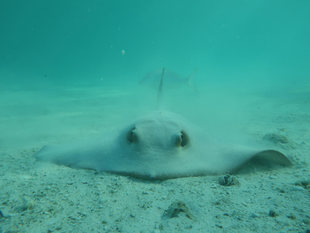 Two thirds of reef sharks and rays risk extinction: study