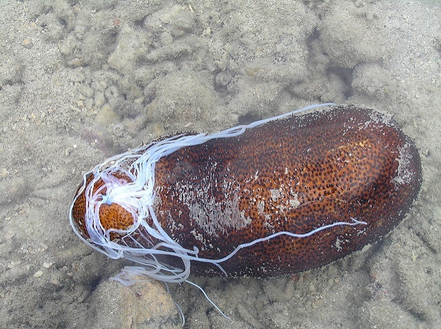 Concombres de mer : l'enquête de la Seychelles Fishing Authority indique des espèces surexploitées