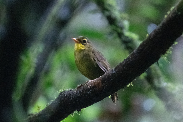 Long lost Madagascar songbird seen again in wild