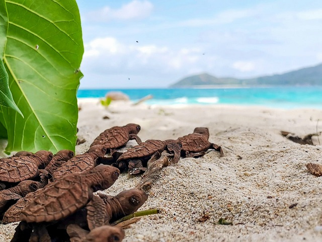 Endangered species: New device "Nest" to help Nature Seychelles monitor turtle nesting