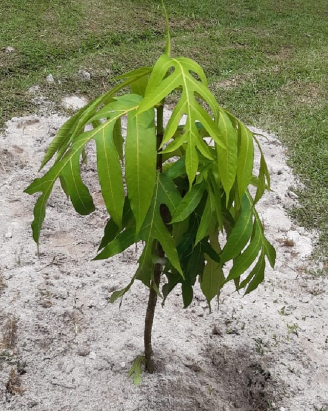 First Breadfruit Day organised in Seychelles, valorising traditional staple food