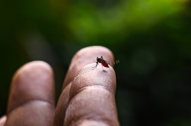 Climate change spurring surge in dengue, chikungunya: WHO