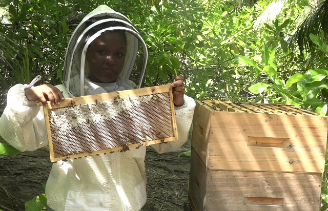Mangrove honey to be harvested at Seychelles' Port Launay wetlands