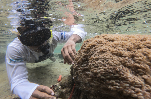 Deadly invader devastating Venezuelan coral reefs