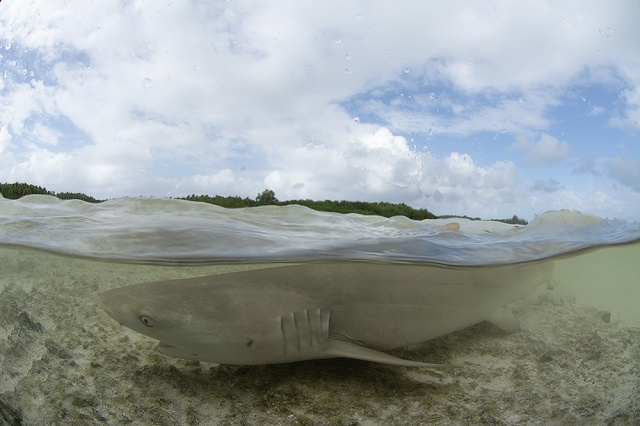 Shark study in Seychelles shows mechanism for peaceful coexistence of two species