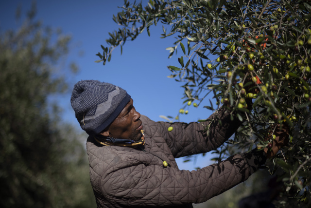 S.Africa presses for recognition of its high-end olive oil