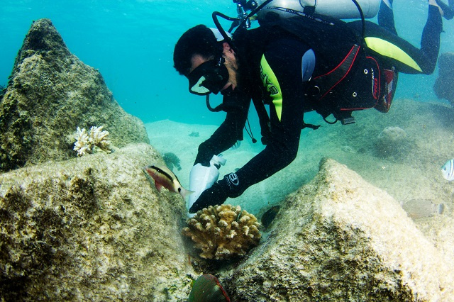 Nature Seychelles: Success in boutique restoration method of corals for hotels