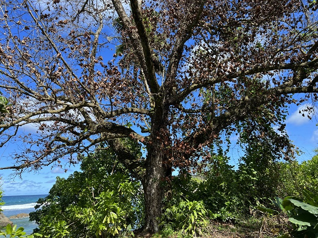 Takamaka tree wilt disease resurges on Seychelles' islands of Curieuse and La Digue