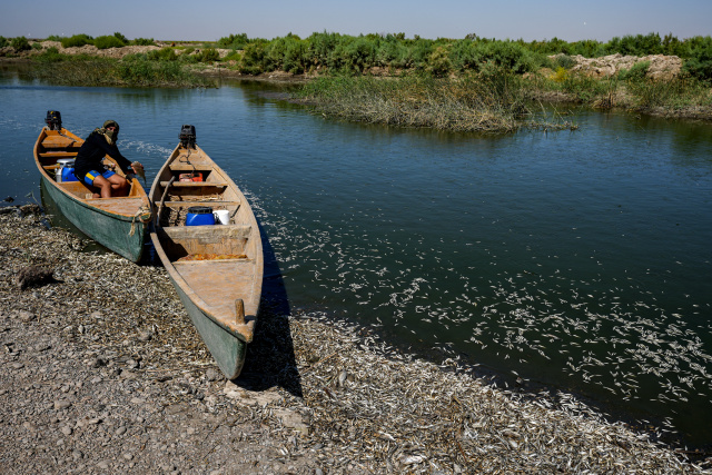 Dead fish wash up on riverbank in drought-hit Iraq