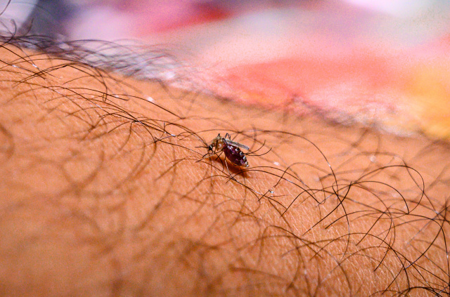 WHO announces 18 mn malaria jab doses for 12 African nations