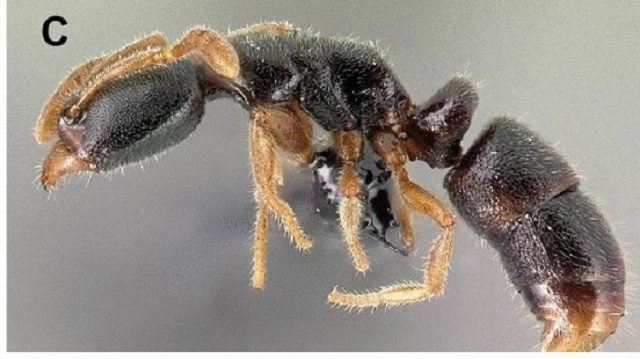 New endemic ant species discovered on Seychelles' Silhouette Island