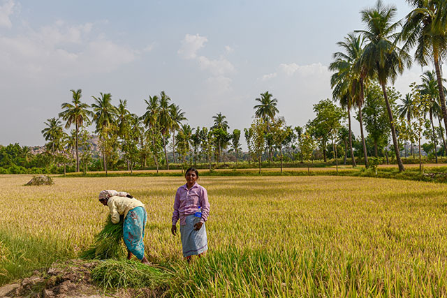 L'envol des prix du riz préfigure les risques alimentaires liés au climat