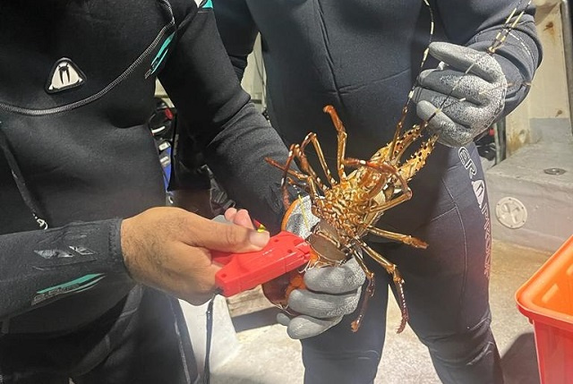 Seychelles Fishing Authority to carry out lobster survey in October