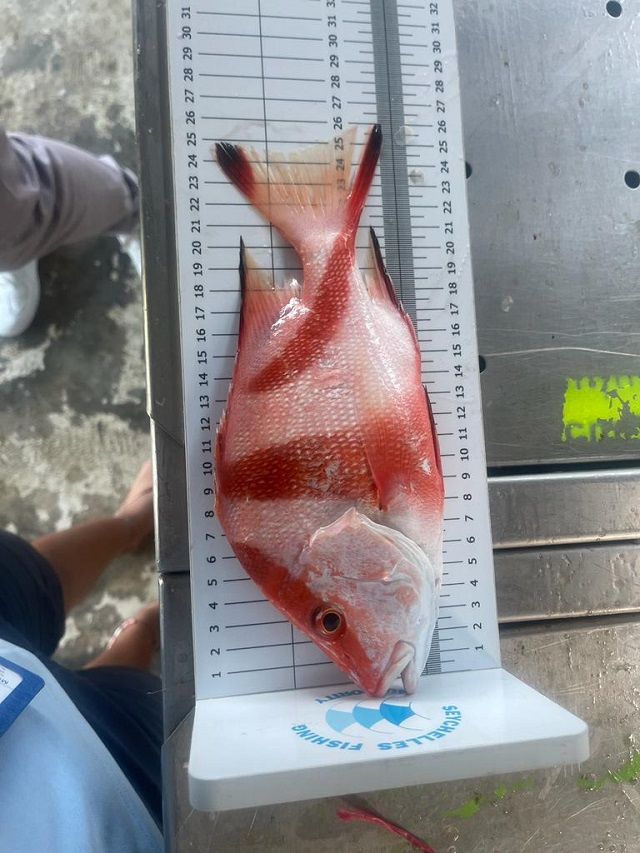 Seychelles Fishing Authority vigilant against illegal fishers of small emperor red snappers
