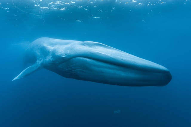 Biggest animal on Earth: Blue whales discovered in Seychelles' waters