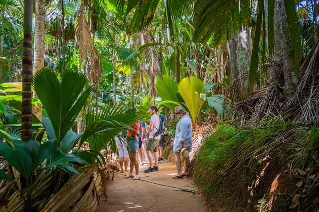 7 facts about coco de mer in Vallee de Mai: Celebrating 40 years as UNESCO site