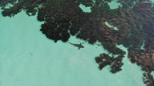 Les médias seychellois font le point sur les herbiers marins et la cartographie du carbone