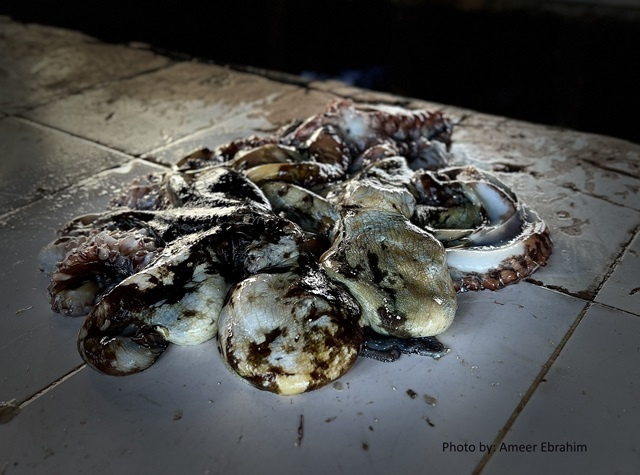 Seychelles' octopus fishery survey shows strong competition from foreign imports