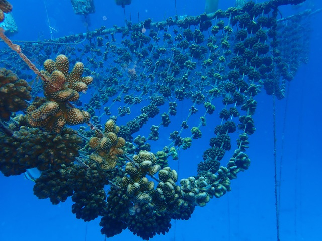 Nature Seychelles: First regenerative coral aquaculture facility using micro-fragmentation in Africa being built