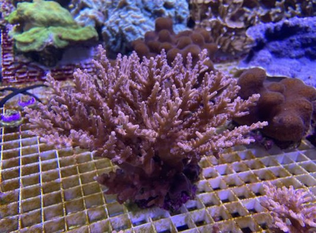 Corals from Seychelles' Aldabra Atoll flourishing at Oceanographic Institute in Monaco 