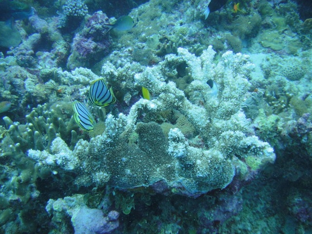 Coral reefs: Seychelles' Aldabra Atoll experiencing "severe" bleaching event