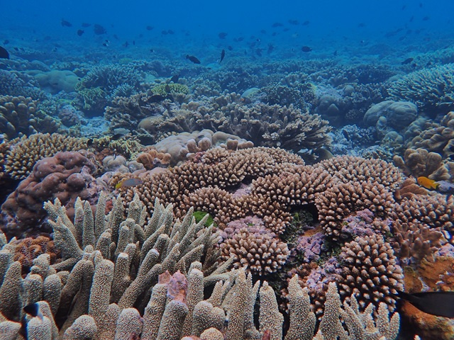 Coral reef connectivity: University of Oxford and Seychelles' conservationists publish pioneering study