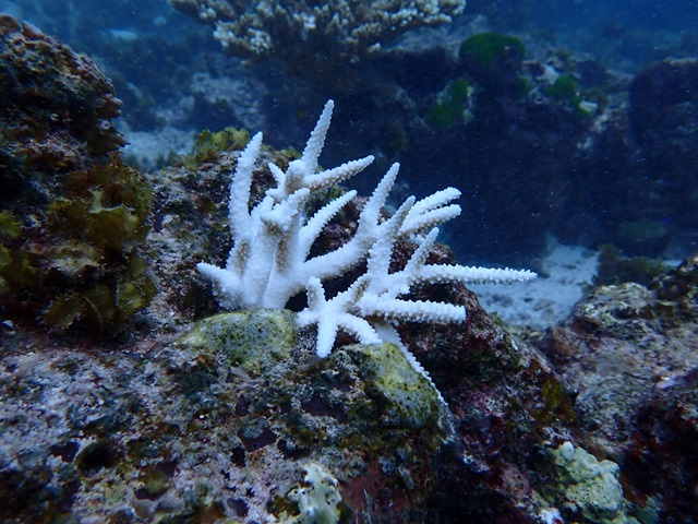 Nature Seychelles experiments with coral shading to tackle bleaching