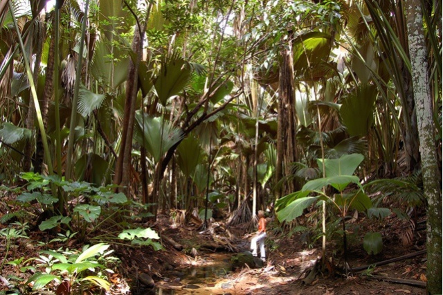 Study explores role of mycorrhizal fungi in Seychelles’ unique ecosystems