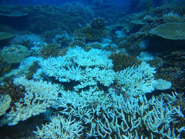 Crown-of-thorns starfish - Wikipedia