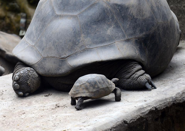 Tortue géante des Seychelles - Nature et Zoo : l'actualité des zoos