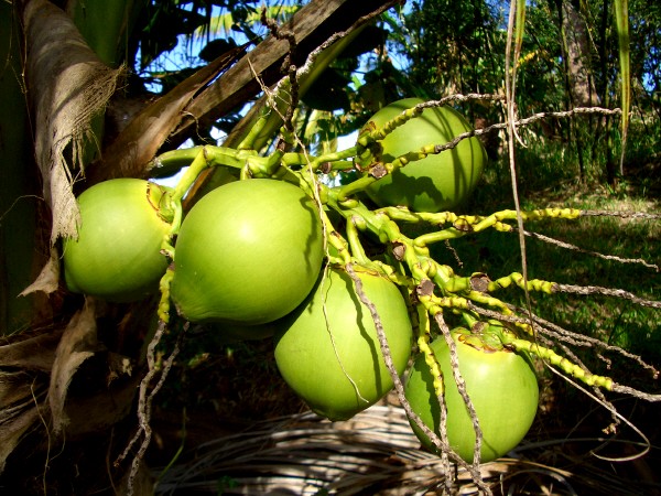 spiritual-uses-of-coconut