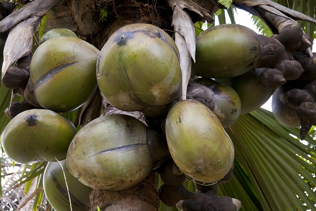 4 amazing things you know about the Seychelles' coco de mer - Seychelles News Agency