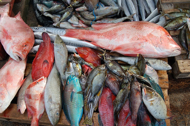 Cheap ice, cheap bait: Plan to lower cost of fish goes into effect in  Seychelles - Seychelles News Agency