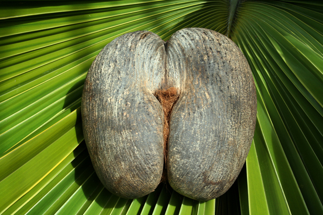 Coco De Mer () Coco De Mer
