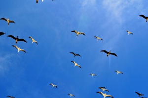 Seychelles’ far flung atoll of Cosmoledo to get airstrip