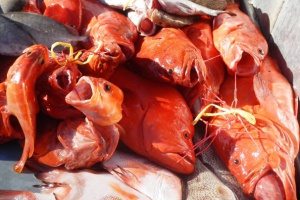 Nature Seychelles: Praslin coastal fishery plan is a disruption of the business-as-usual model