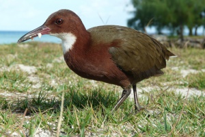 Seychelles Islands Foundation working to classify Aldabra Rail as a separate species