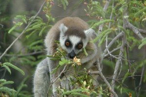 More regional links for Air Seychelles as direct flights to Madagascar launch in December