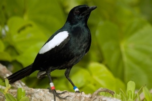 « Wildlife Vets International » veut aider les Seychelles à résoudre la maladie mystérieuse de la pie.