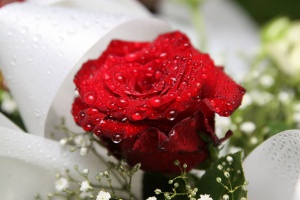 La rose, le cadeau emblématique aux Seychelles pour la Saint Valentin