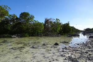Iles Eparses: Ban Ki-Moon encourage le dialogue entre la France et Madagascar
