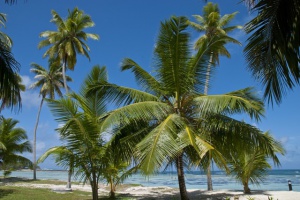 Des racines aux feuilles, 7 parties du cocotier utilisées à des fins médicinales aux Seychelles