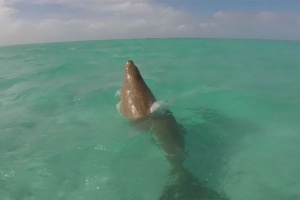 Returning home? Sightings of dugongs increase in Seychelles’ Aldabra atoll