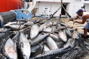 Owners of Spanish tuna purse seiners react to Seychelles’ proposed catch restrictions