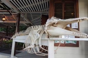 Un squelette de dauphin-pilote en exposition sur l’île de Silhouette, aux Seychelles.